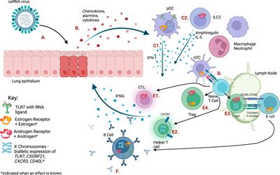 Sex chromosome complement and sex steroid signaling underlie sex differences in immunity to respiratory virus infection